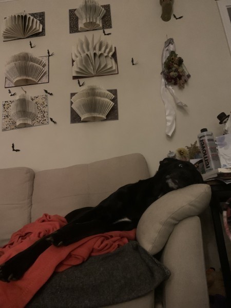 A beautiful dog on the couch