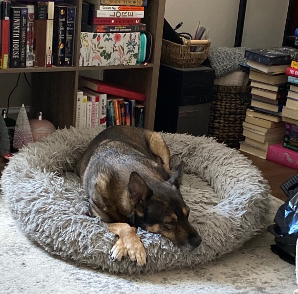 A beautiful dog on a dog bed